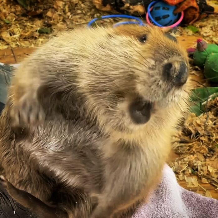 Tulip The Rescued Beaver Finds Love And Purpose As A Big Sister To A Tiny Beaver Petunia
