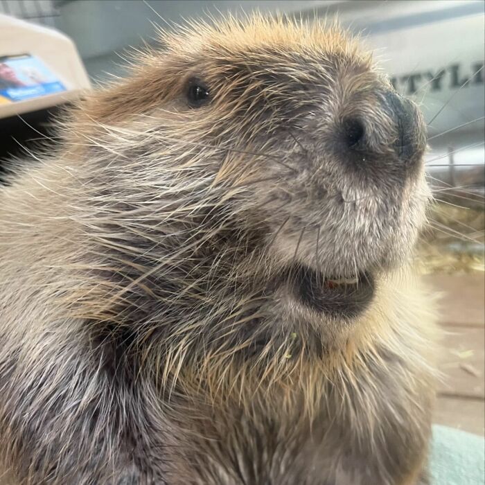 Tulip The Rescued Beaver Finds Love And Purpose As A Big Sister To A Tiny Beaver Petunia