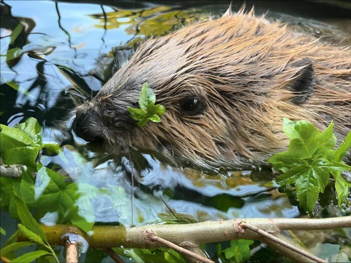 Tulip The Rescued Beaver Finds Love And Purpose As A Big Sister To A Tiny Beaver Petunia