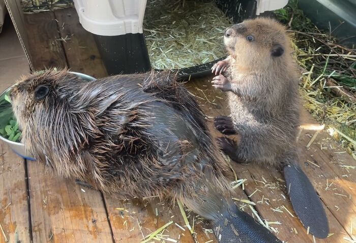Tulip The Rescued Beaver Finds Love And Purpose As A Big Sister To A Tiny Beaver Petunia