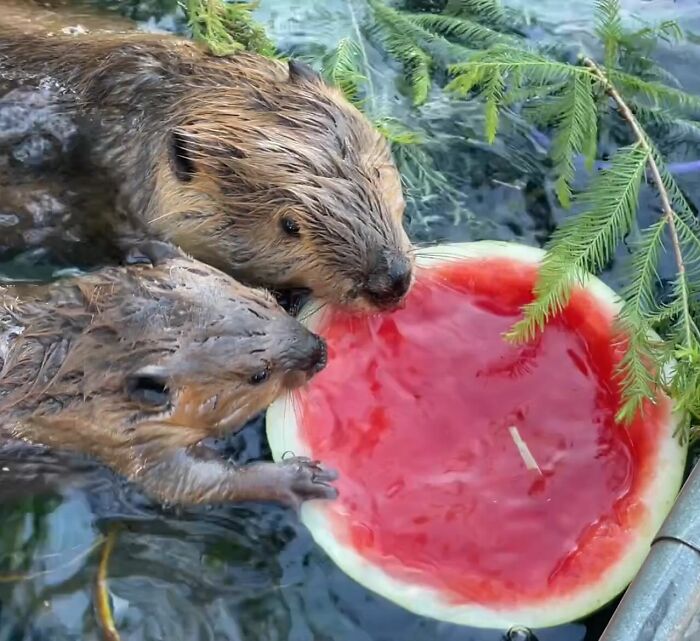 Tulip The Rescued Beaver Finds Love And Purpose As A Big Sister To A Tiny Beaver Petunia