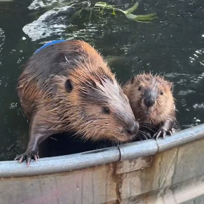 Tulip The Rescued Beaver Finds Love And Purpose As A Big Sister To A Tiny Beaver Petunia