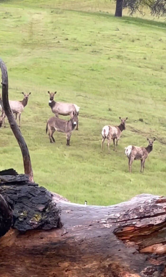 Donkey “Adopted” By Herd Of Elk Believed To Be Beloved Pet Lost Five Years Ago Donkey “Adopted” By Herd Of Elk Believed To Be Beloved Pet Lost Five Years Ago