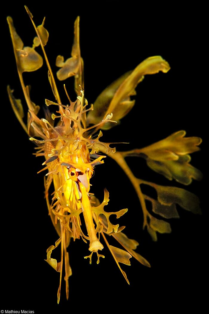 Big And Small Underwater Faces, Winner: Mathieu Macias (France)