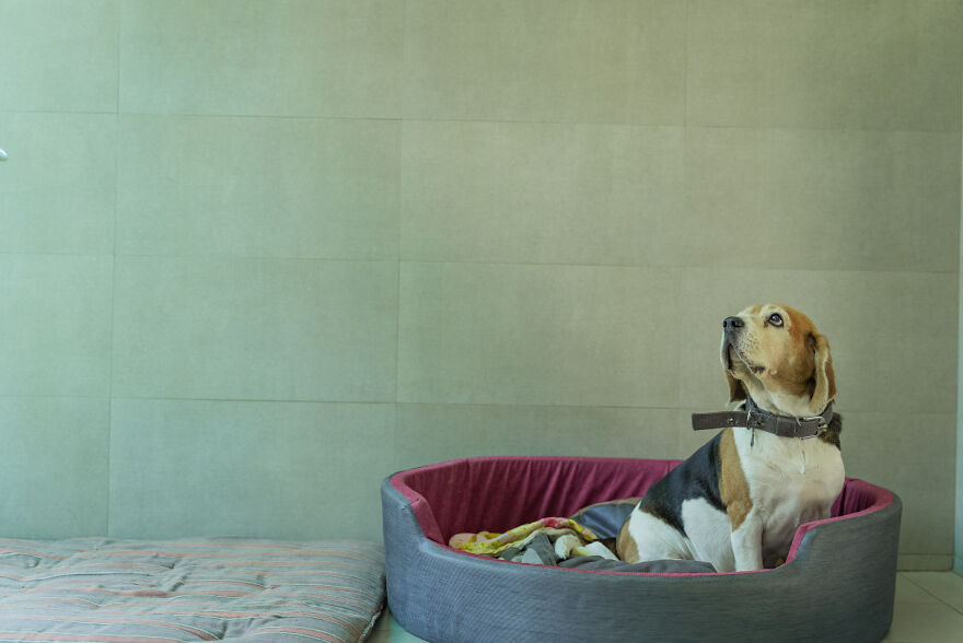 The Ultimate Guide To Pet Boarding In Gurgaon