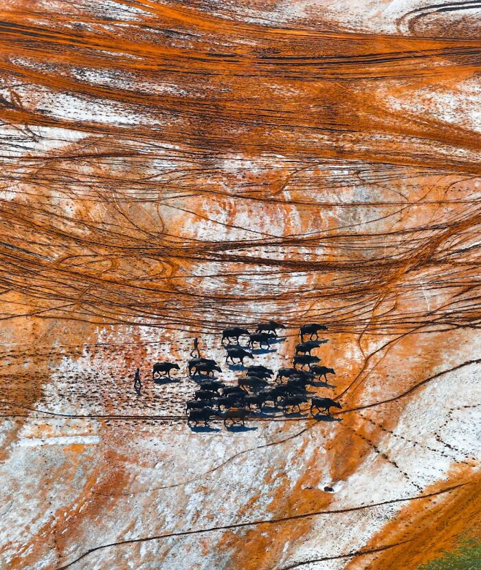 “Marching In The Salt Marsh.” By Raj Mohan (India)