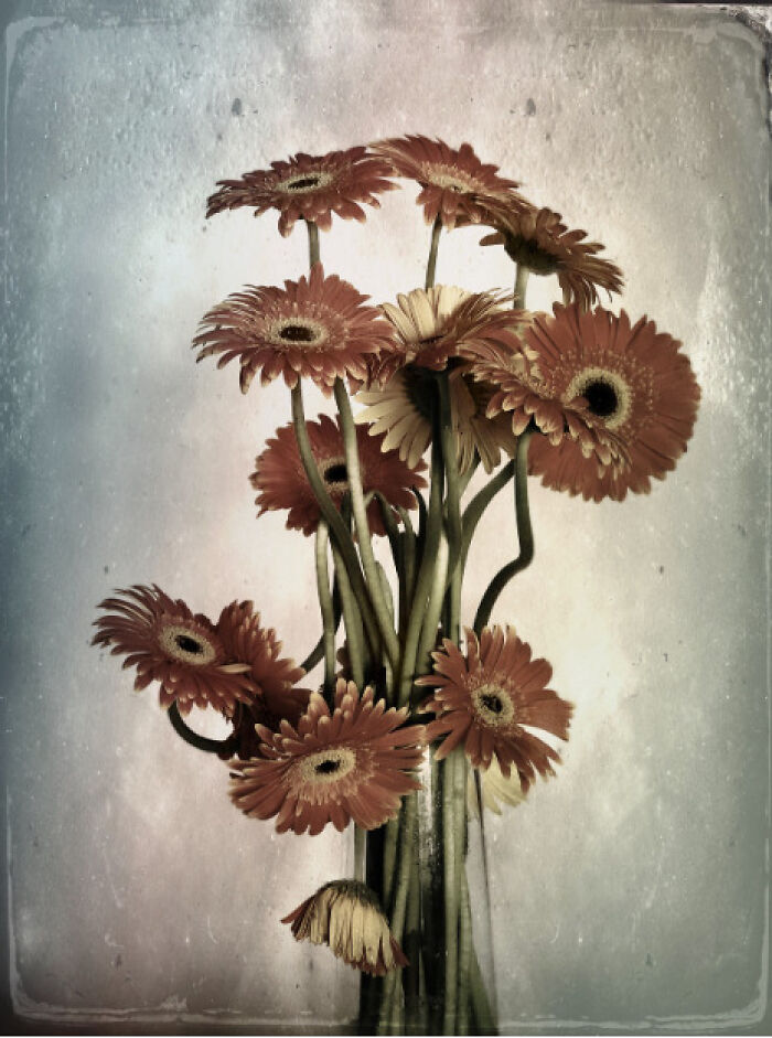 "Flora Arcana" By Mário Pires