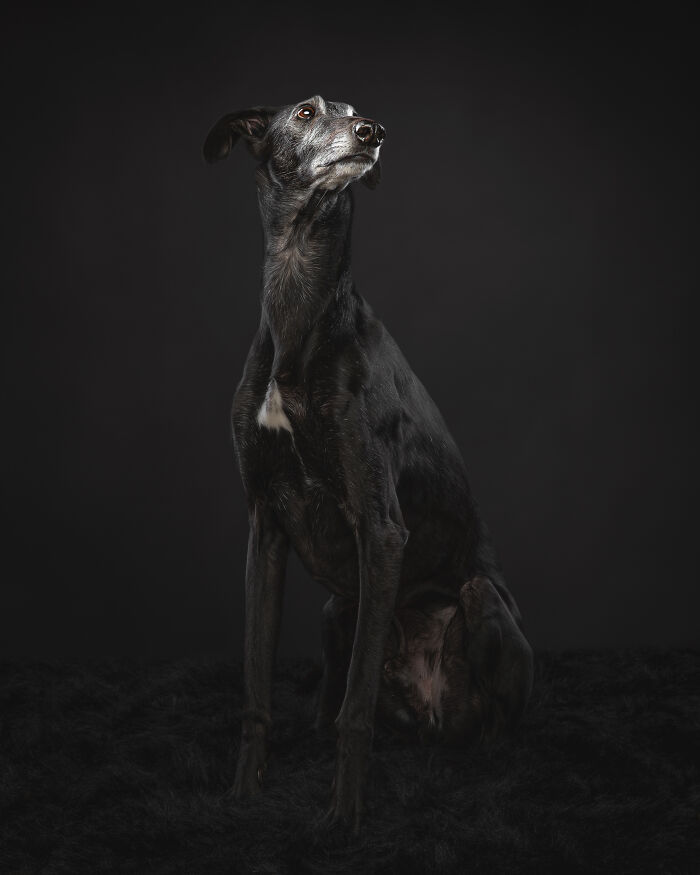 A Lifeline In The Darkness: How A Galgo Español Saved My Life