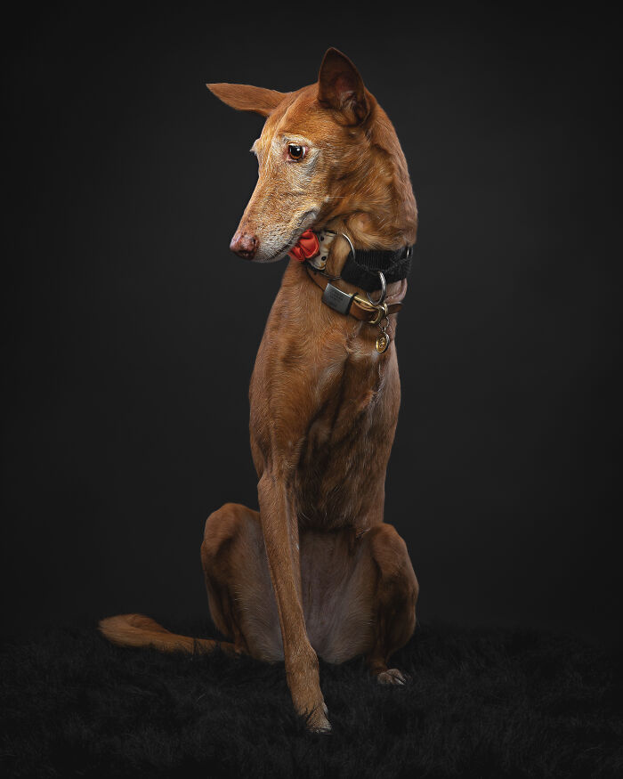 A Lifeline In The Darkness: How A Galgo Español Saved My Life