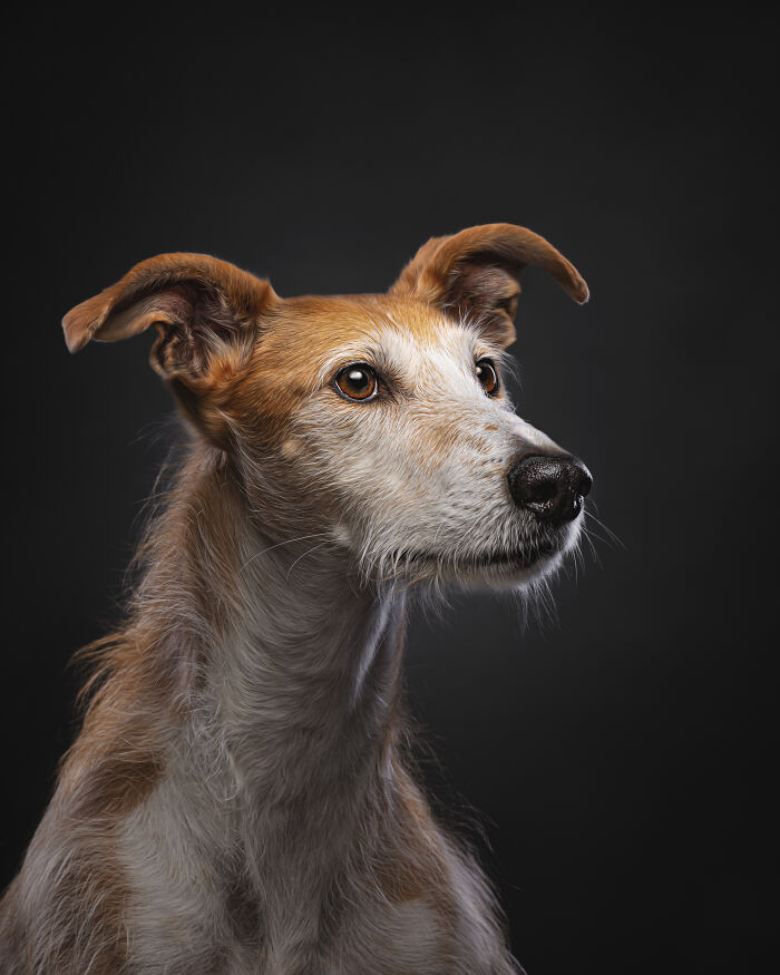 A Lifeline In The Darkness: How A Galgo Español Saved My Life