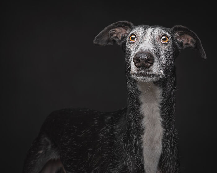 A Lifeline In The Darkness: How A Galgo Español Saved My Life