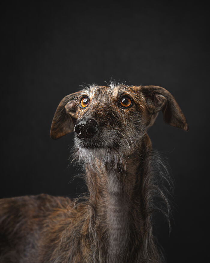 A Lifeline In The Darkness: How A Galgo Español Saved My Life