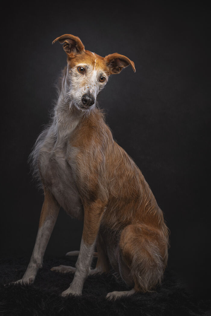 A Lifeline In The Darkness: How A Galgo Español Saved My Life