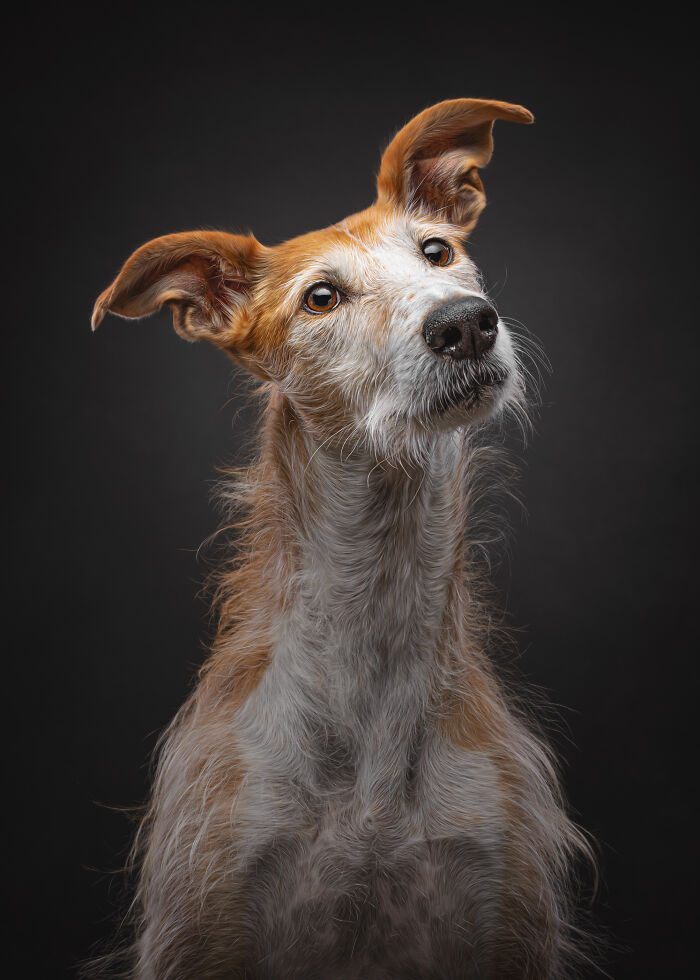 A Lifeline In The Darkness: How A Galgo Español Saved My Life