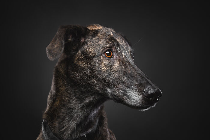 A Lifeline In The Darkness: How A Galgo Español Saved My Life
