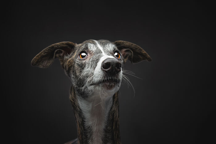A Lifeline In The Darkness: How A Galgo Español Saved My Life