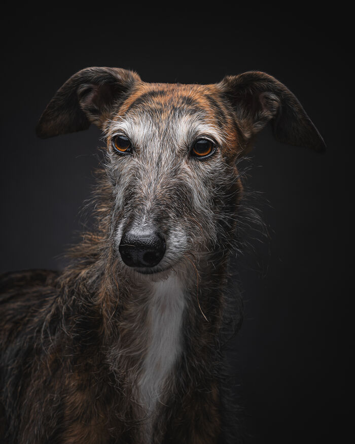 A Lifeline In The Darkness: How A Galgo Español Saved My Life