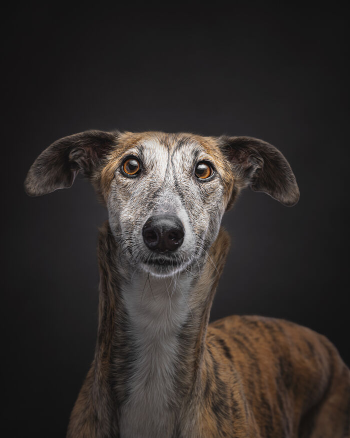 A Lifeline In The Darkness: How A Galgo Español Saved My Life