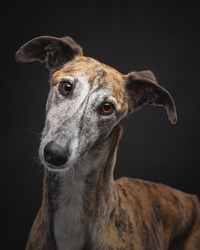 A Lifeline In The Darkness: How A Galgo Español Saved My Life