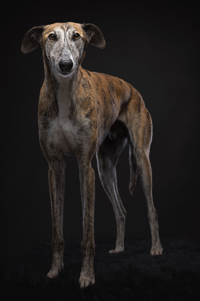 A Lifeline In The Darkness: How A Galgo Español Saved My Life