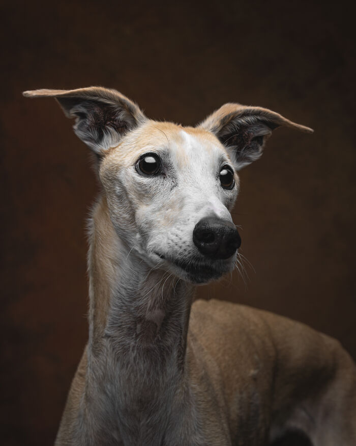 A Lifeline In The Darkness: How A Galgo Español Saved My Life