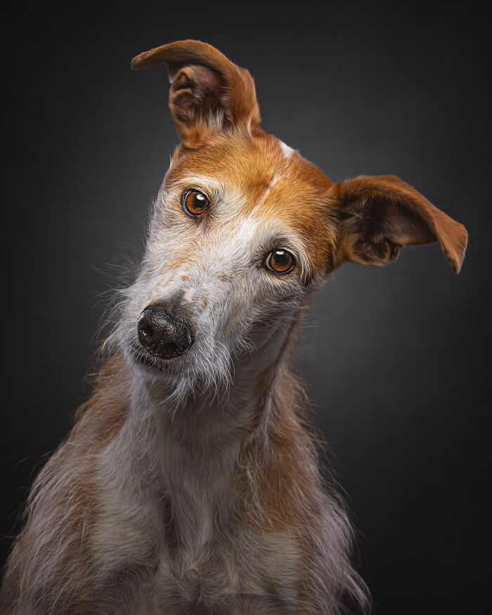 A Lifeline In The Darkness: How A Galgo Español Saved My Life