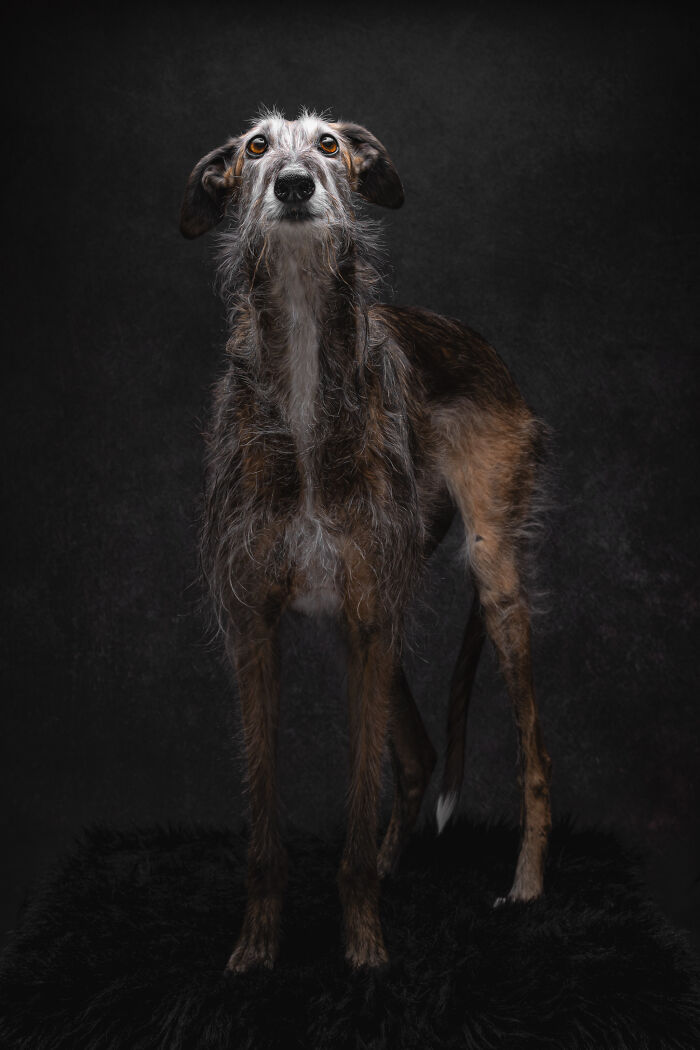 A Lifeline In The Darkness: How A Galgo Español Saved My Life