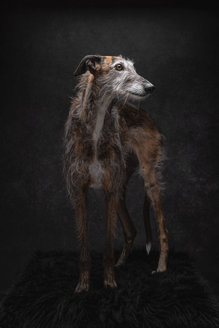 A Lifeline In The Darkness: How A Galgo Español Saved My Life