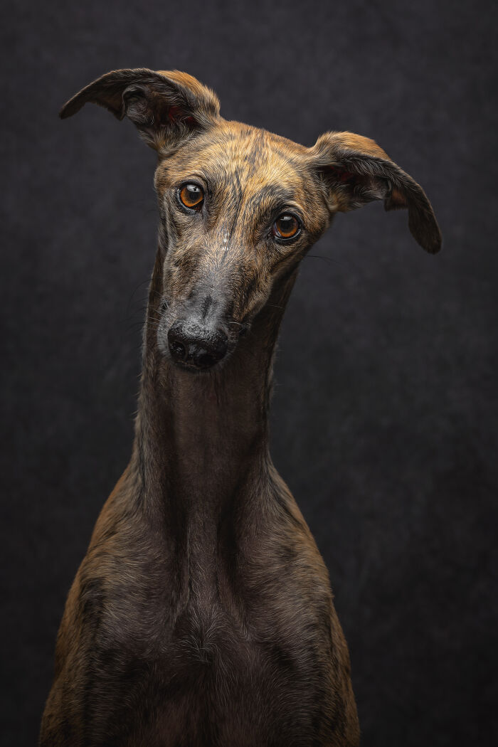 A Lifeline In The Darkness: How A Galgo Español Saved My Life