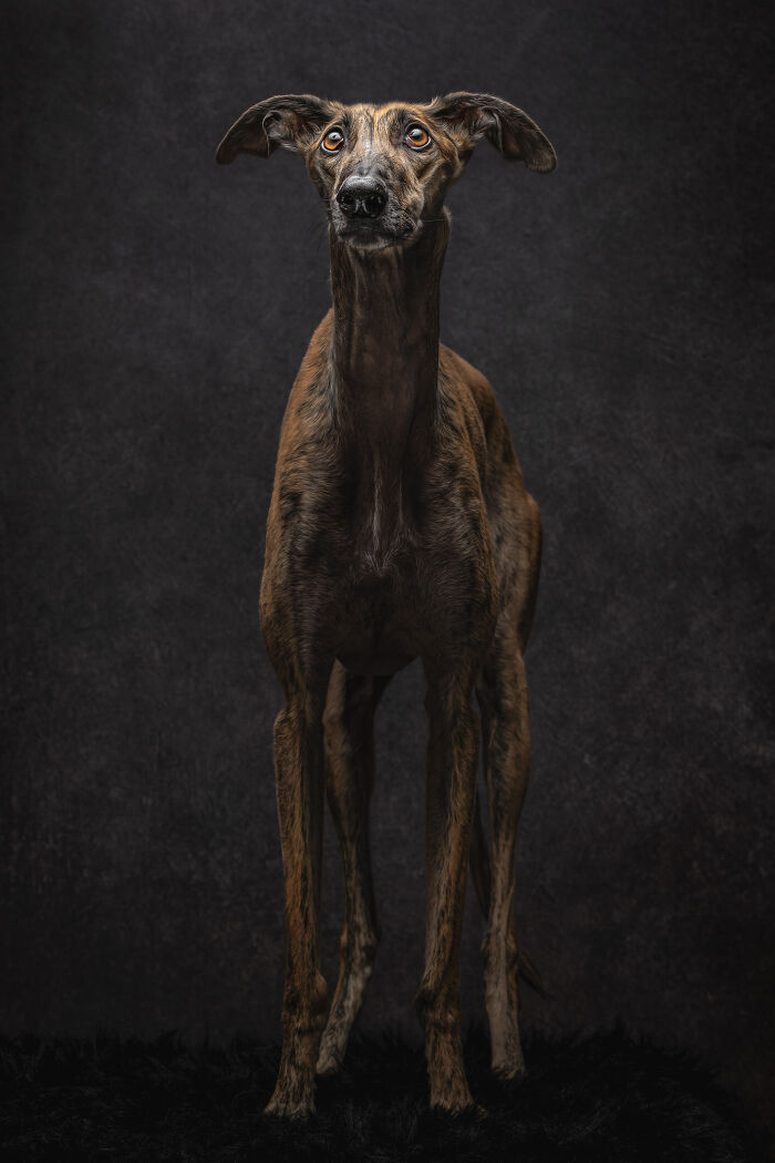 A Lifeline In The Darkness: How A Galgo Español Saved My Life