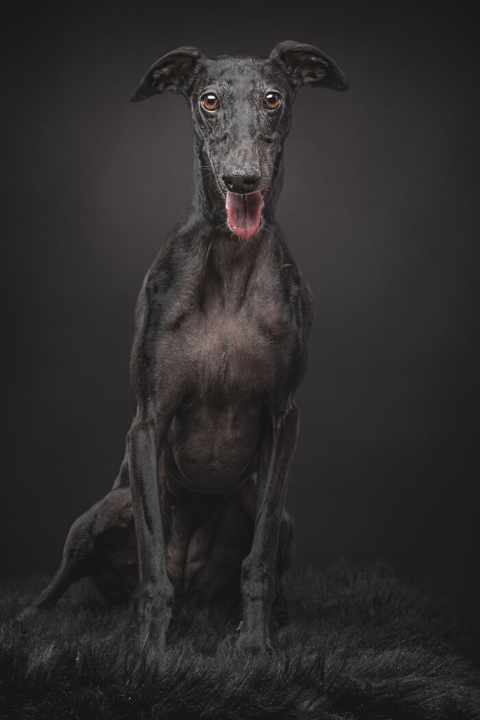 A Lifeline In The Darkness: How A Galgo Español Saved My Life