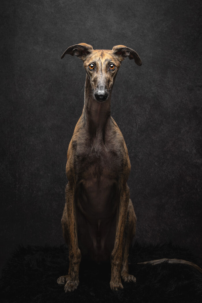 A Lifeline In The Darkness: How A Galgo Español Saved My Life