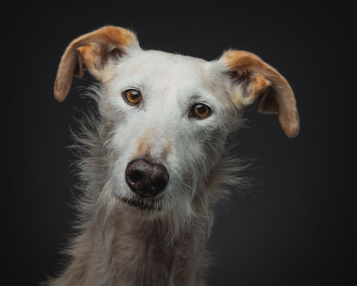 A Lifeline In The Darkness: How A Galgo Español Saved My Life