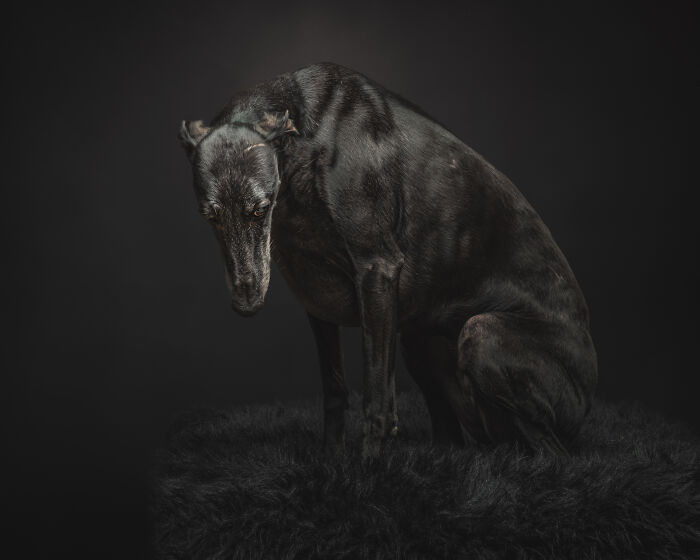 A Lifeline In The Darkness: How A Galgo Español Saved My Life