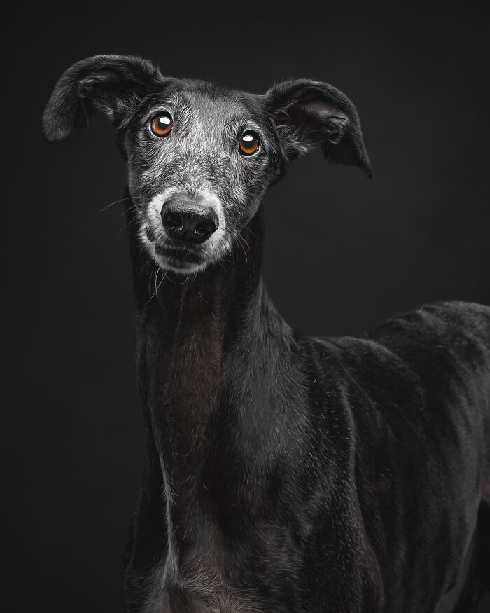 A Lifeline In The Darkness: How A Galgo Español Saved My Life