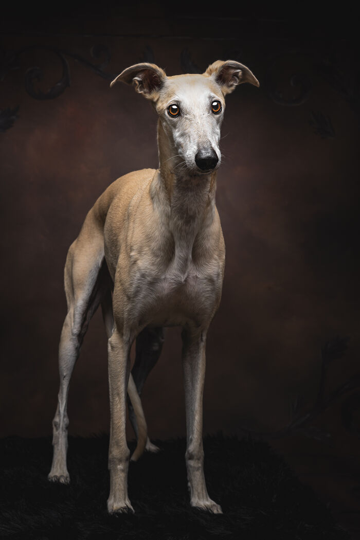 A Lifeline In The Darkness: How A Galgo Español Saved My Life