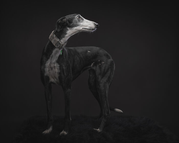 A Lifeline In The Darkness: How A Galgo Español Saved My Life