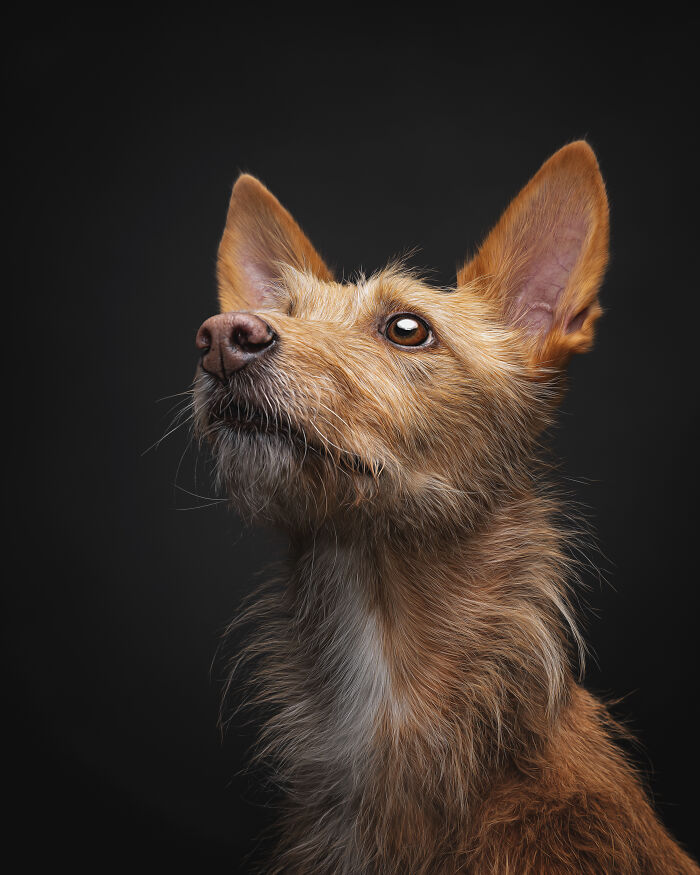 A Lifeline In The Darkness: How A Galgo Español Saved My Life