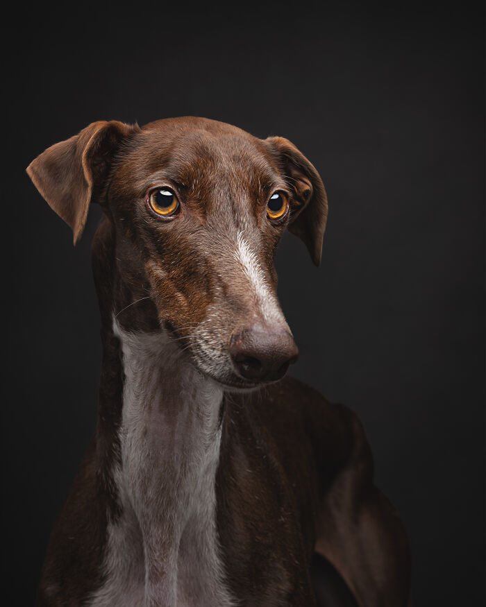 A Lifeline In The Darkness: How A Galgo Español Saved My Life
