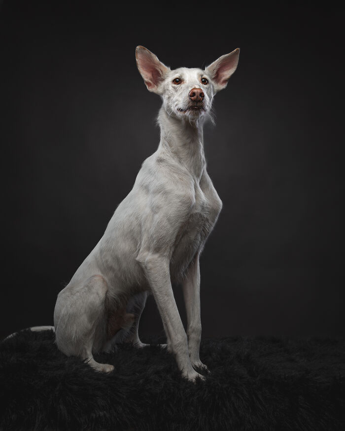 A Lifeline In The Darkness: How A Galgo Español Saved My Life