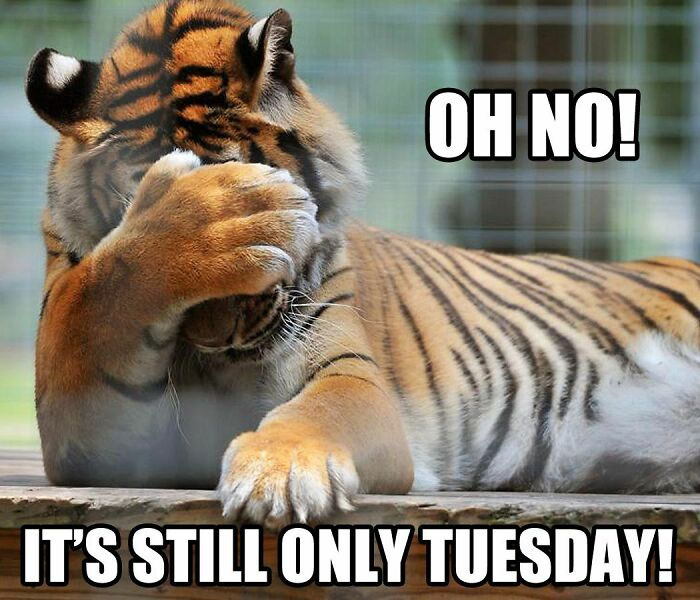 Tiger facepalming with text: "Oh no! It's still only Tuesday." Happy Tuesday meme humor.