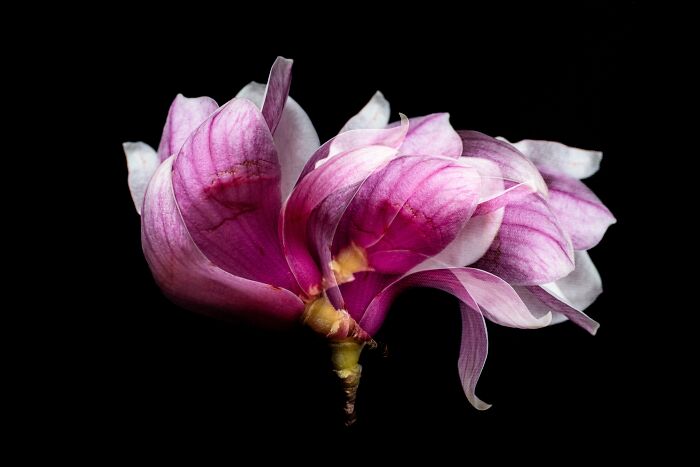 "All On Camera Series" By Selina Bressan