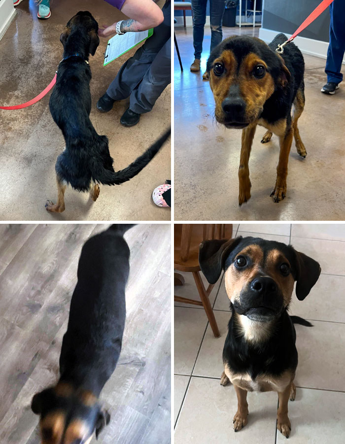 Last Year I Posted My Foster Dog, Ty. I’m Happy To Share That Right After My Post He Became An Official Member Of My Family. Today Is The First Anniversary Of When I Brought Him Home