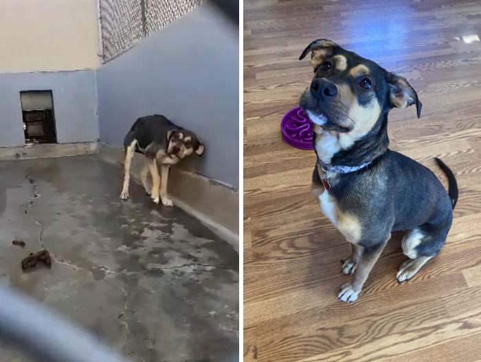 I Fostered This Girl From A Shelter, They Said That She Wasn’t Going To Make It Much Longer. After A Few Months, She Slowly Got Over Her Fears And Is Now A Very Confident Girl