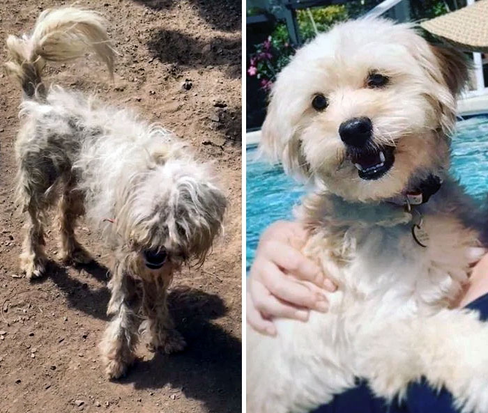 We Spotted This Baby At A Shelter In The Virgin Islands. We Brought 13 Dogs Over To Florida On The First Trip, And She Was One Of Them. Talk About A Glow-Up, Inside And Out