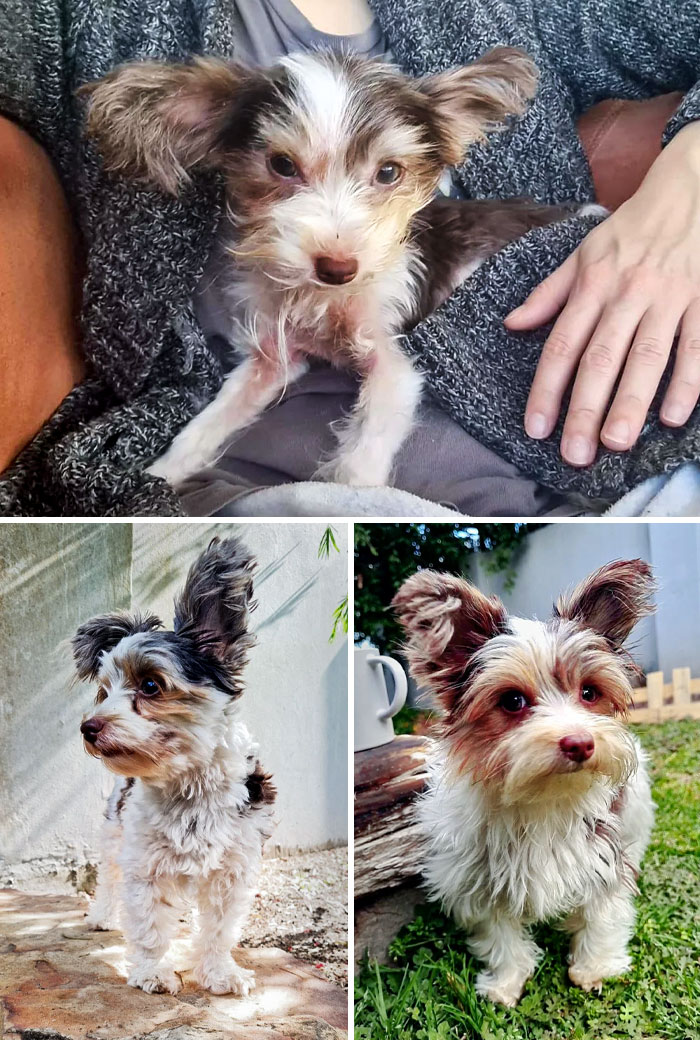 Juno Was One Of 90 Dogs Rescued From A Hoarder's House. Now She Runs In Our House