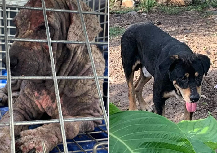 While He Hasn't Been Adopted Yet, Rhyno Is Being Cared For. He Is Now Quite A Beauty But Still Extremely Timid. He Is A Sweet Boy And We Continue To Hope He Will Come Around