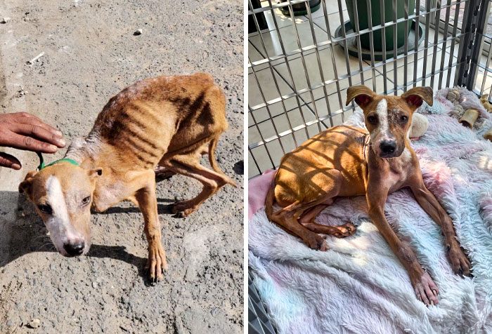 I Saw The Picture Of Him Last Week And Had To Help. He Has Only Been With Me For A Week But Has Already Crawled Into My Heart