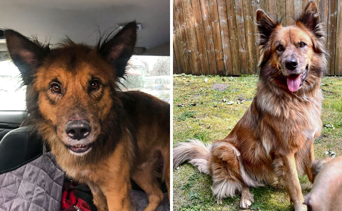 Koda Before And After