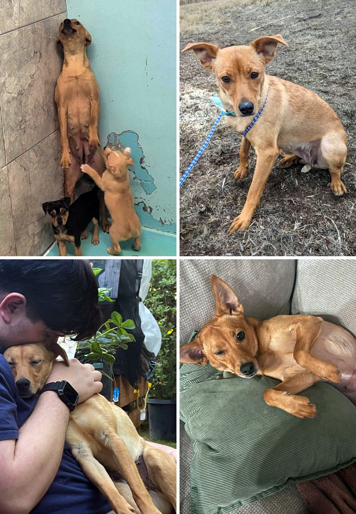 Poppy Before vs. After